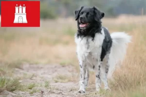 Read more about the article Criadores de Stabij e cachorros em Hamburgo