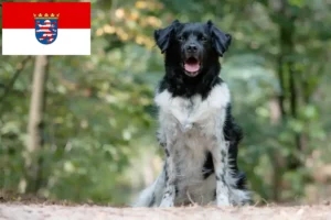 Read more about the article Stabij criadores e cachorros em Hessen