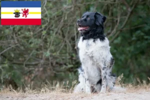 Read more about the article Criadores de Stabij e cachorros em Mecklenburg-Vorpommern