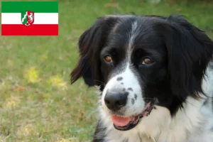 Read more about the article Stabij criadores e cachorros na Renânia do Norte-Vestefália
