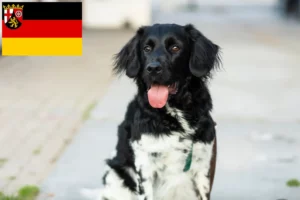 Read more about the article Stabij criadores e cachorros na Renânia-Palatinado