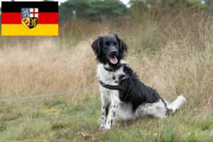 Read more about the article Stabij criadores e cachorros no Sarre