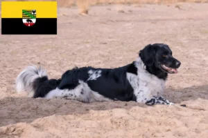 Read more about the article Criadores de Stabij e cachorros na Saxónia-Anhalt