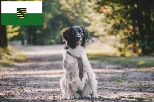 Read more about the article Criadores de Stabij e cachorros na Saxónia