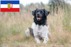Read more about the article Criadores de Stabij e cachorros em Schleswig-Holstein