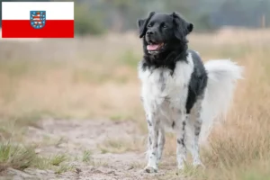 Read more about the article Stabij criadores e cachorros na Turíngia