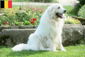 Read more about the article Criadores de Tatra Sheepdog e cachorros na Bélgica