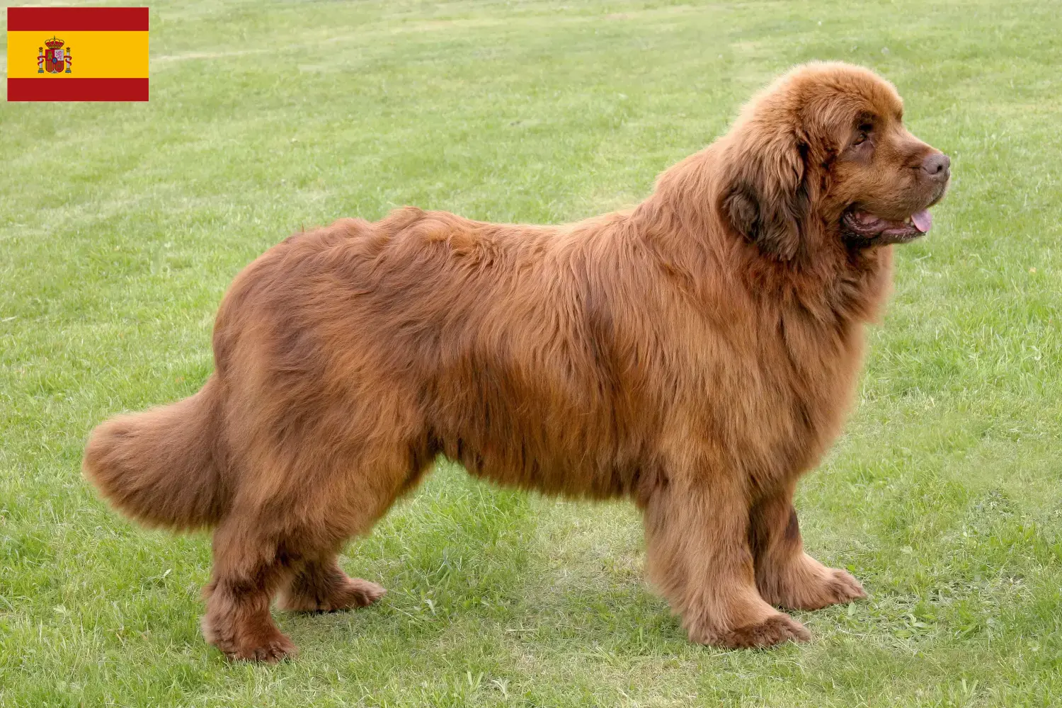 Cachorros e criadores de Terra Nova Espanha Aqui pode encontrar criadores de Terra Nova em Espanha.
