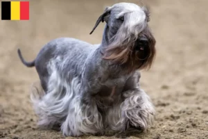 Read more about the article Criador de Terrier checo e cachorros na Bélgica
