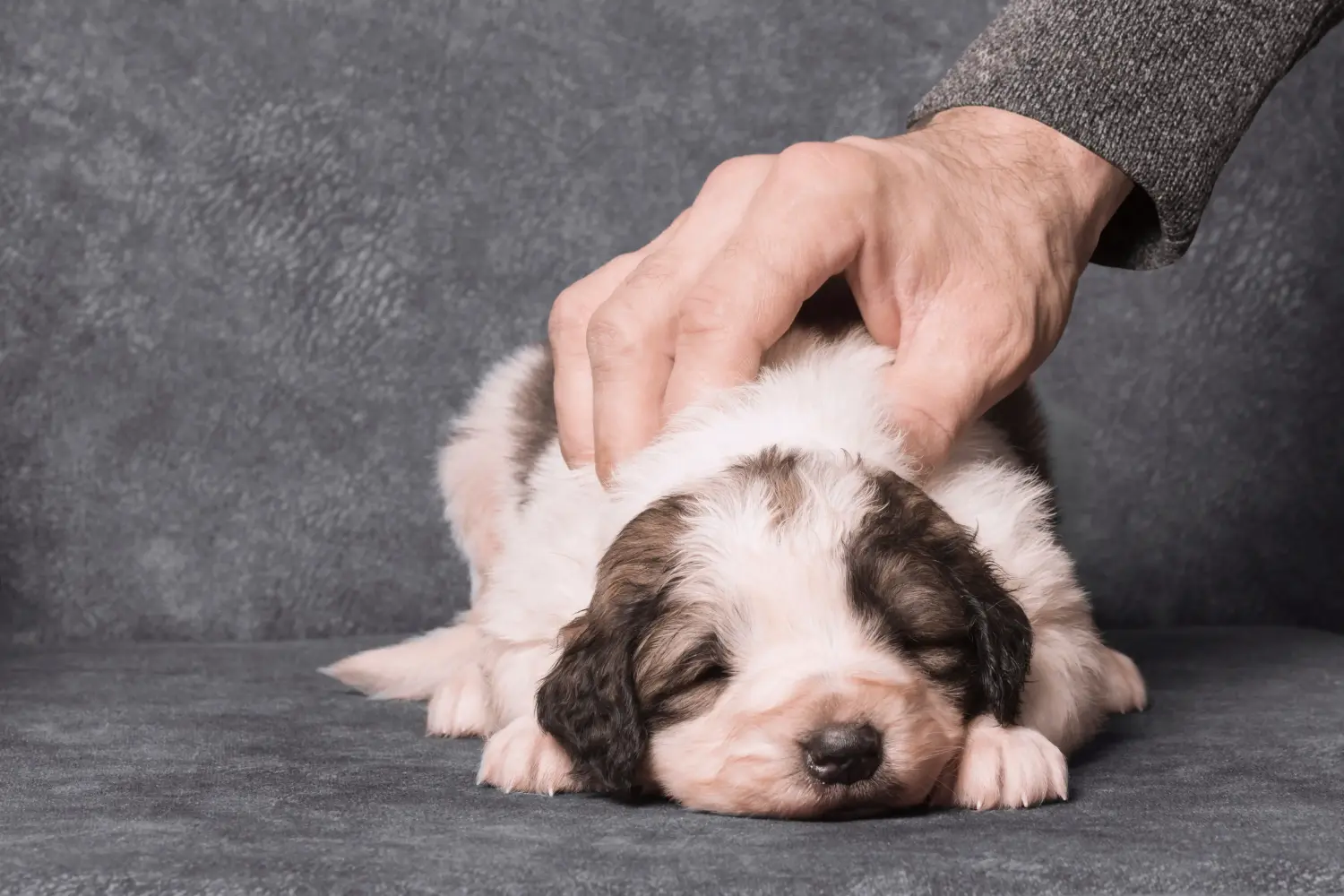 Comprar um cachorro Tornjak significa assumir a responsabilidade! Comprar cachorros Tornjak.
