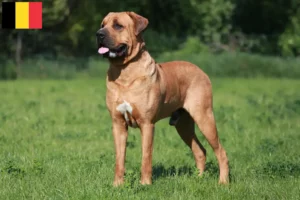 Read more about the article Criadores de Tosa e cachorros na Bélgica