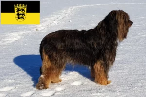 Read more about the article Criadores de Wäller e cachorros em Baden-Württemberg