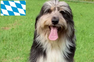 Read more about the article Criadores de Wäller e cachorros na Baviera