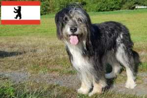 Read more about the article Criadores de Wäller e cachorros em Berlim