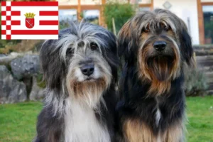 Read more about the article Criadores de Wäller e cachorros em Bremen