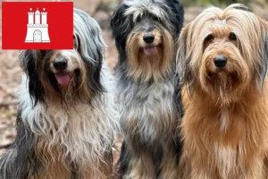 Read more about the article Criadores de Wäller e cachorros em Hamburgo