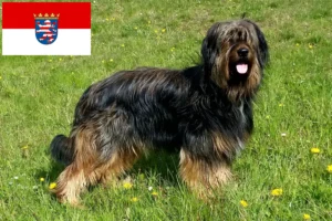 Read more about the article Criadores de Wäller e cachorros em Hessen