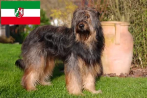 Read more about the article Criadores de Wäller e cachorros na Renânia do Norte-Vestefália