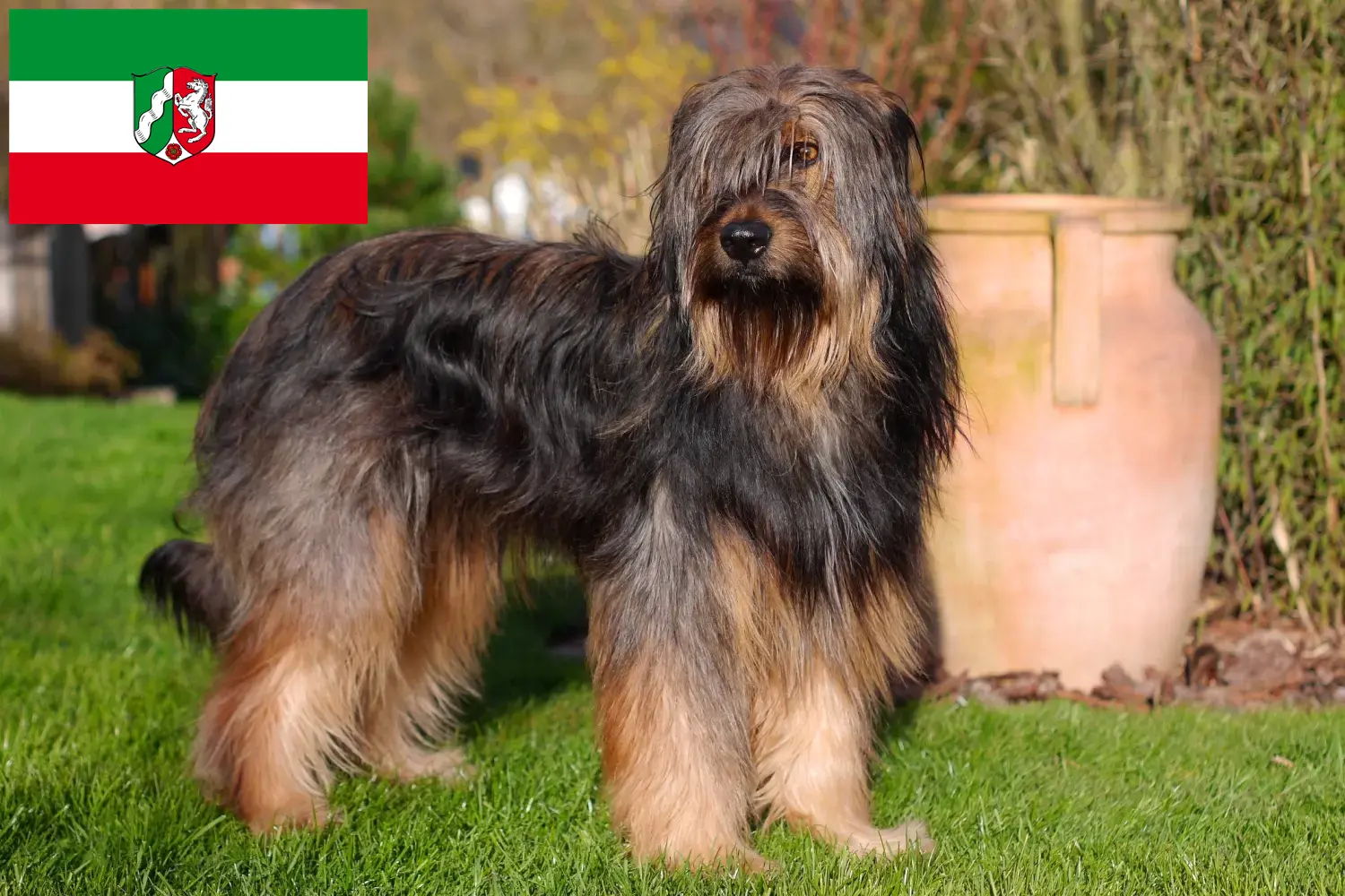 Read more about the article Criadores de Wäller e cachorros na Renânia do Norte-Vestefália