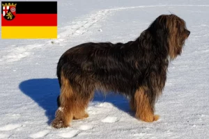 Read more about the article Criadores de Wäller e cachorros na Renânia-Palatinado
