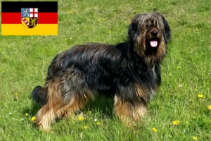 Read more about the article Criadores de Wäller e cachorros em Sarre