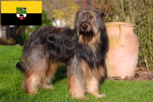 Read more about the article Criadores de Wäller e cachorros em Saxónia-Anhalt