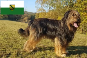 Read more about the article Criadores de Wäller e cachorros na Saxónia