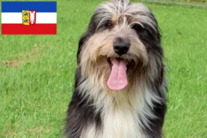 Read more about the article Criadores de Wäller e cachorros em Schleswig-Holstein
