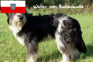 Read more about the article Criadores de Wäller e cachorros na Turíngia