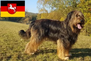 Read more about the article Criadores de Wäller e cachorros na Baixa Saxónia