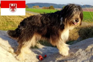 Read more about the article Criadores de Wäller e cachorros em Brandenburg