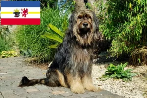Read more about the article Criadores de Wäller e cachorros em Mecklenburg-Vorpommern