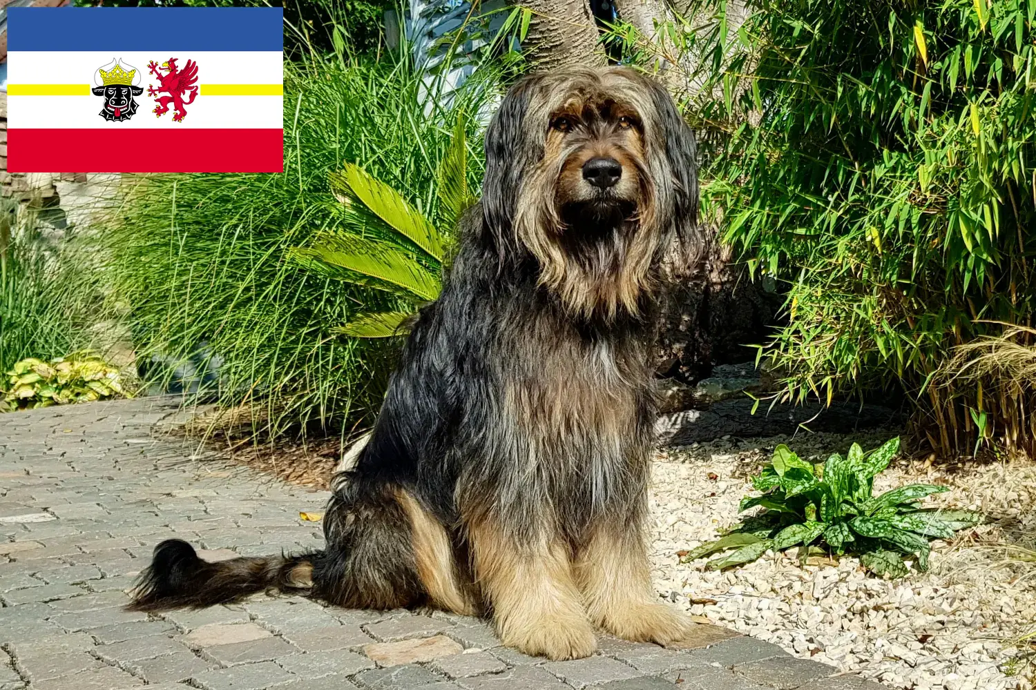 Read more about the article Criadores de Wäller e cachorros em Mecklenburg-Vorpommern