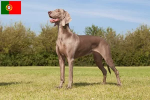 Read more about the article Criadores de Weimaraner e cachorros em Portugal