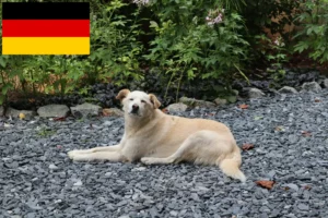 Read more about the article Criadores de Aidi e cachorros na Alemanha
