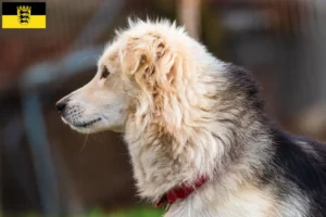 Read more about the article Criadores de Aidi e cachorros em Baden-Württemberg