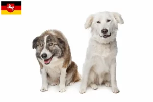 Read more about the article Criadores de Aidi e cachorros na Baixa Saxónia