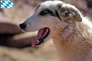 Read more about the article Criadores de Aidi e cachorros na Baviera