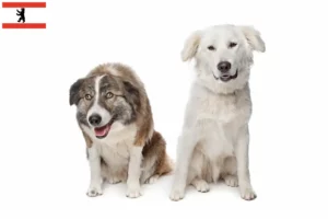 Read more about the article Criadores de Aidi e cachorros em Berlim