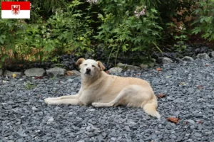 Read more about the article Criadores de Aidi e cachorros em Brandenburg