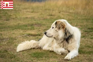 Read more about the article Criadores de Aidi e cachorros em Bremen