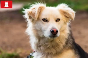 Read more about the article Criadores de Aidi e cachorros em Hamburgo