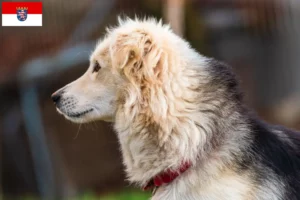 Read more about the article Criadores de Aidi e cachorros em Hessen