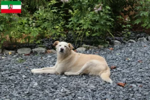 Read more about the article Criadores de Aidi e cachorros na Renânia do Norte-Vestefália