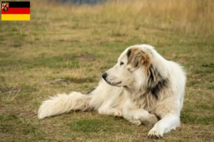 Read more about the article Criadores de Aidi e cachorros na Renânia-Palatinado