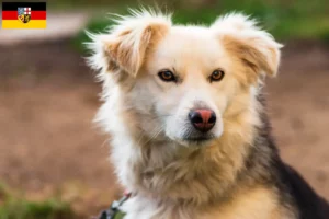 Read more about the article Criadores de Aidi e cachorros em Saarland
