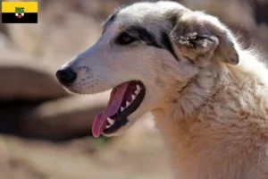 Read more about the article Criadores de Aidi e cachorros em Saxónia-Anhalt