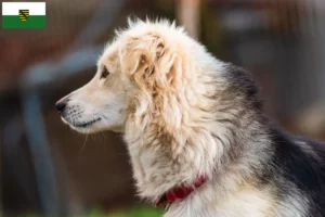 Read more about the article Criadores de Aidi e cachorros na Saxónia