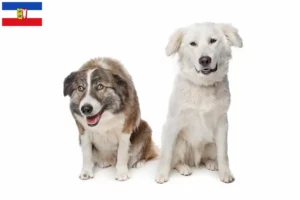 Read more about the article Criadores de Aidi e cachorros em Schleswig-Holstein