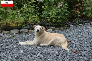 Read more about the article Criadores de Aidi e cachorros em Thuringia